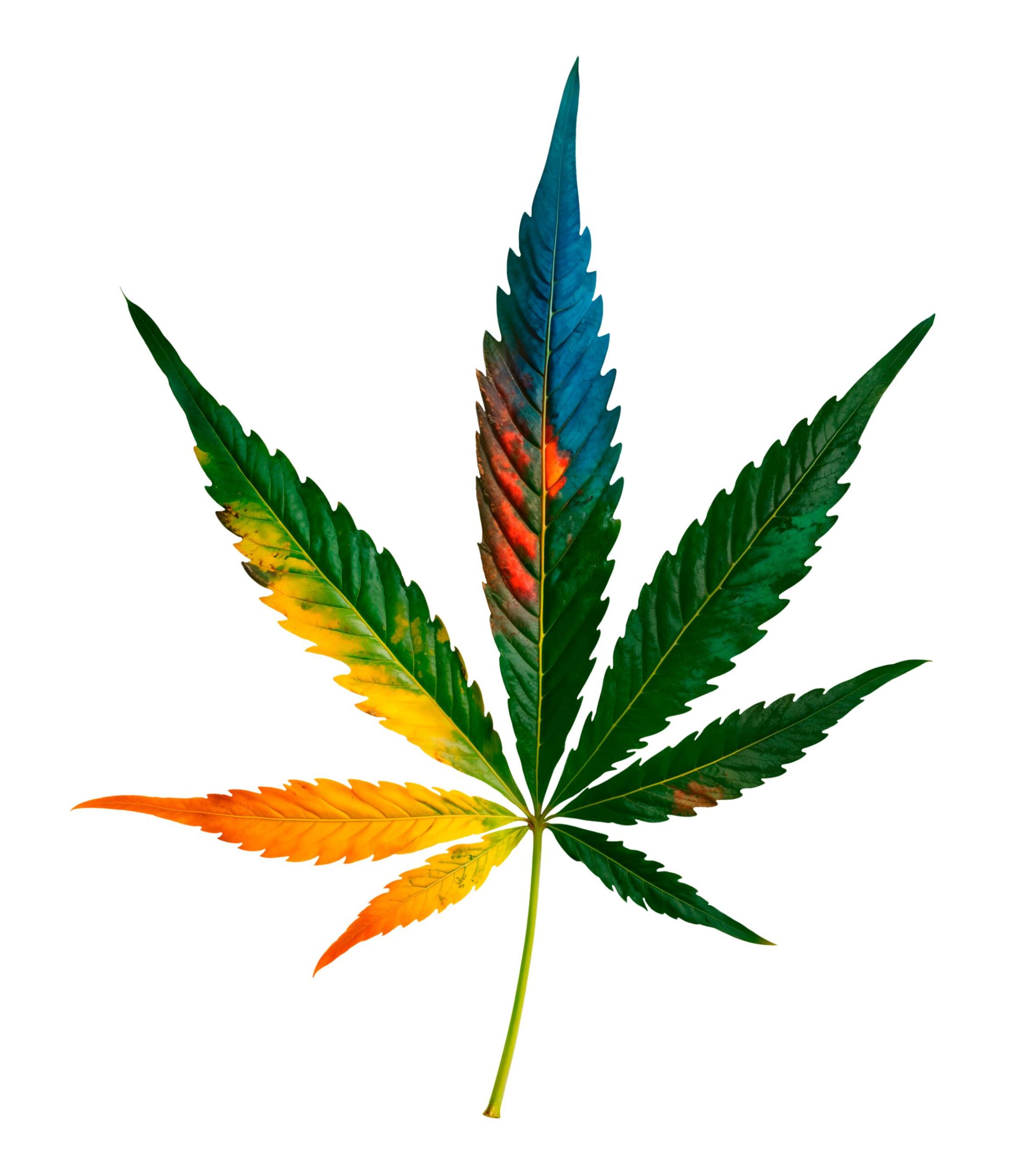 brown tips on cannabis leaves