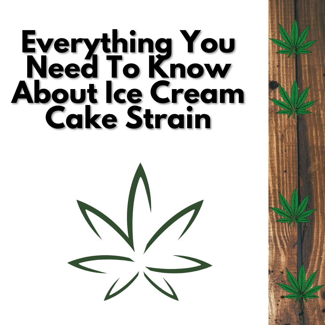 Ice Cream Cake Strain