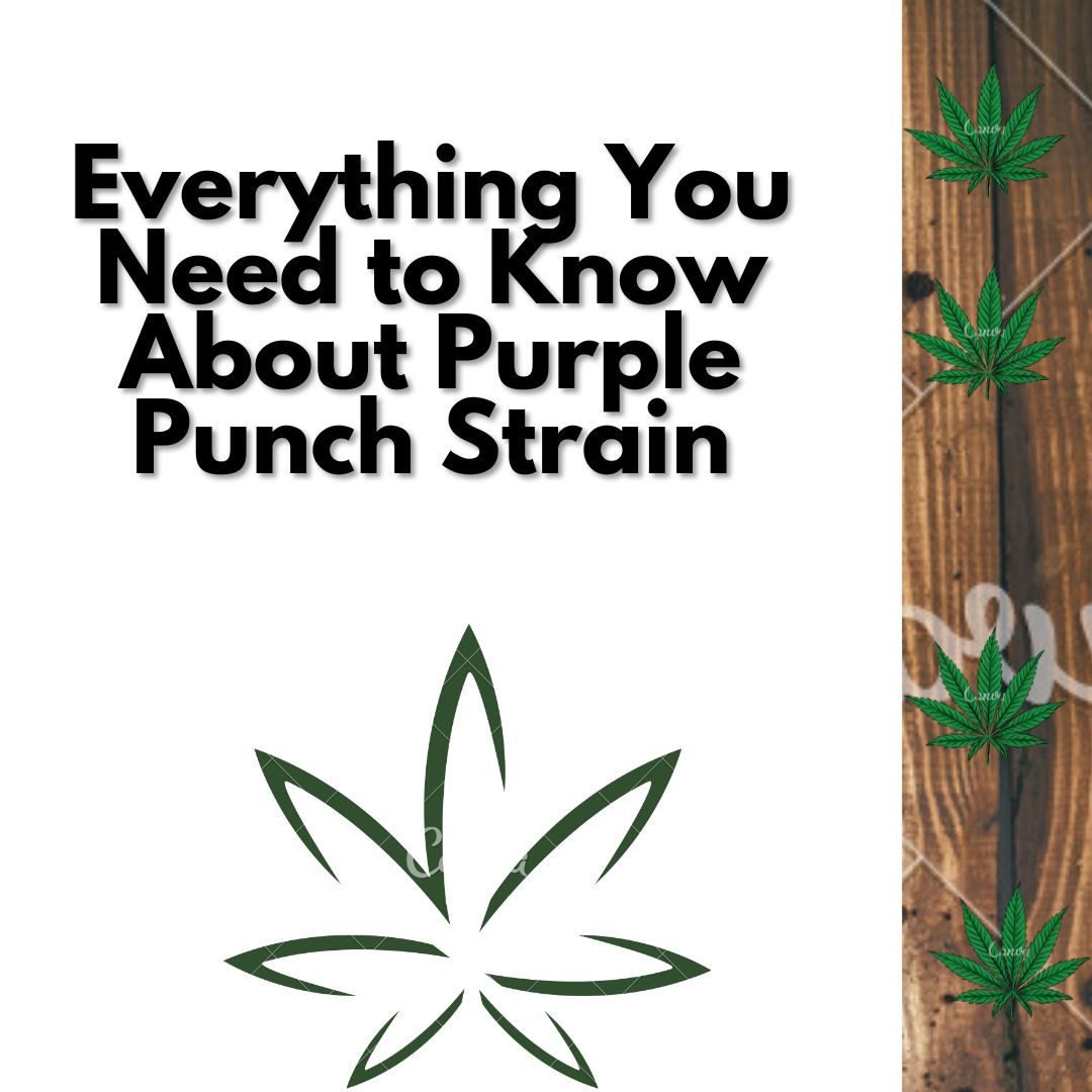 Everything You Need to Know About Purple Punch Strain