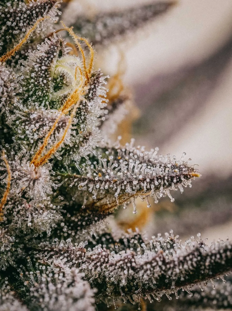 purple punch strain