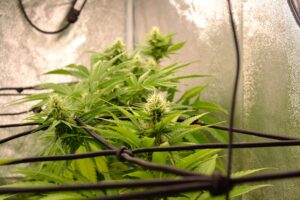 https://weedmania420.com/beginners-guides/best-humidity-controllers-for-grow-tents-2026-guide/