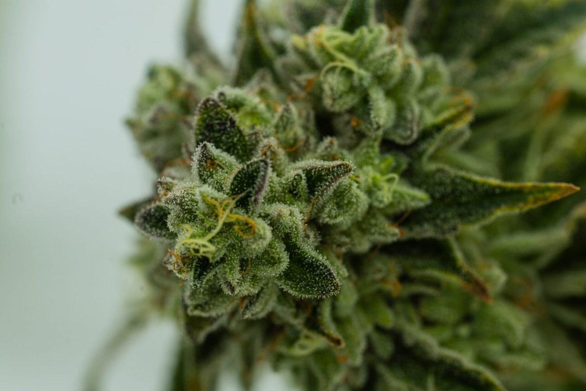 avery-meeker-gpVDnALrmHY-unsplash 7 Easiest Cannabis Strains to Grow for Beginners